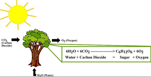 Detail Gambar Proses Fotosintesis Pada Tumbuhan Nomer 9