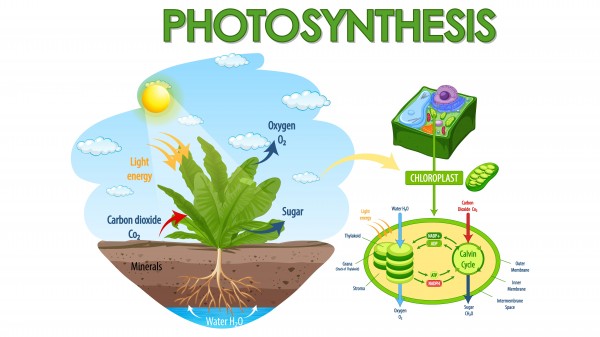 Gambar Proses Fotosintesis Pada Tumbuhan Hijau - KibrisPDR