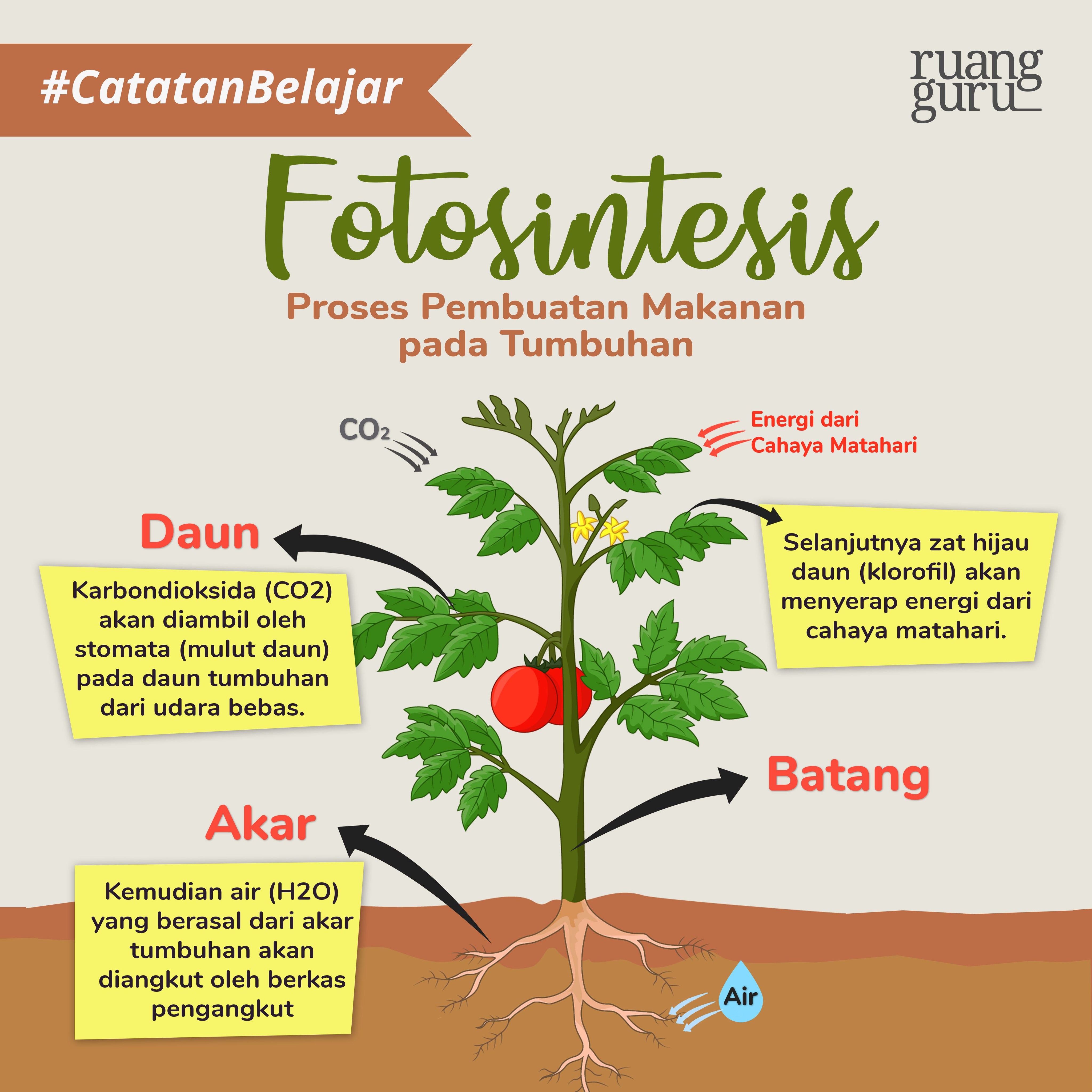 Detail Gambar Proses Fotosintesis Pada Tumbuhan Hijau Nomer 12