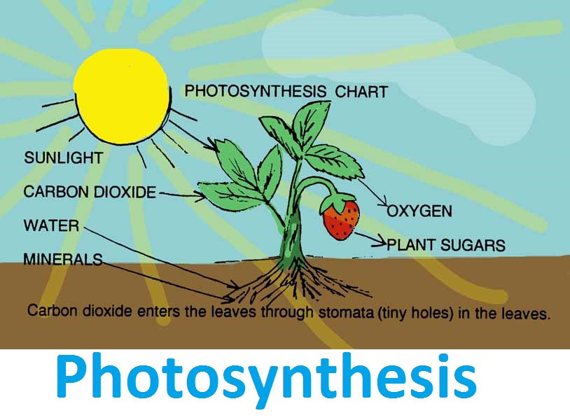 Detail Gambar Proses Fotosintesis Pada Tumbuhan Hijau Nomer 17