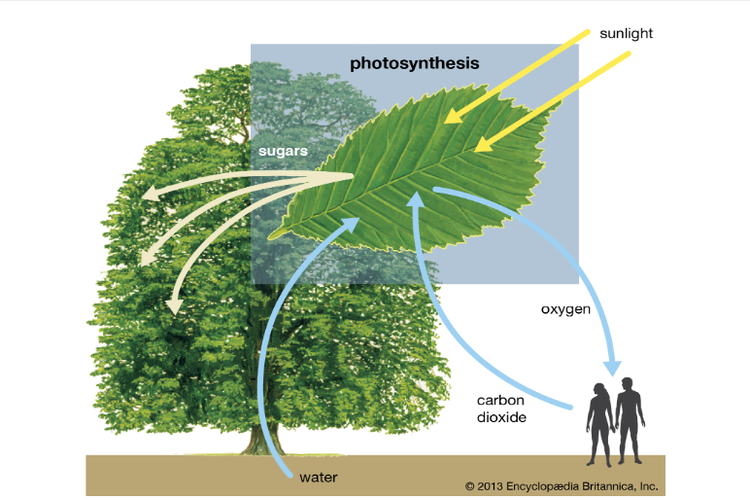 Detail Gambar Proses Fotosintesis Pada Tumbuhan Hijau Nomer 18