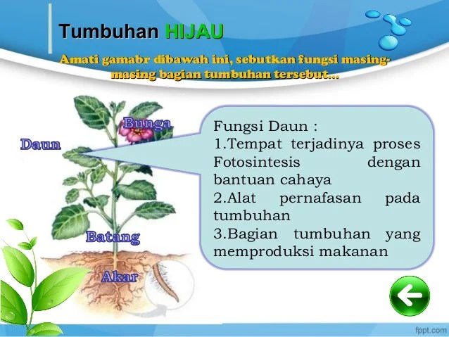 Detail Gambar Proses Fotosintesis Pada Tumbuhan Hijau Nomer 32