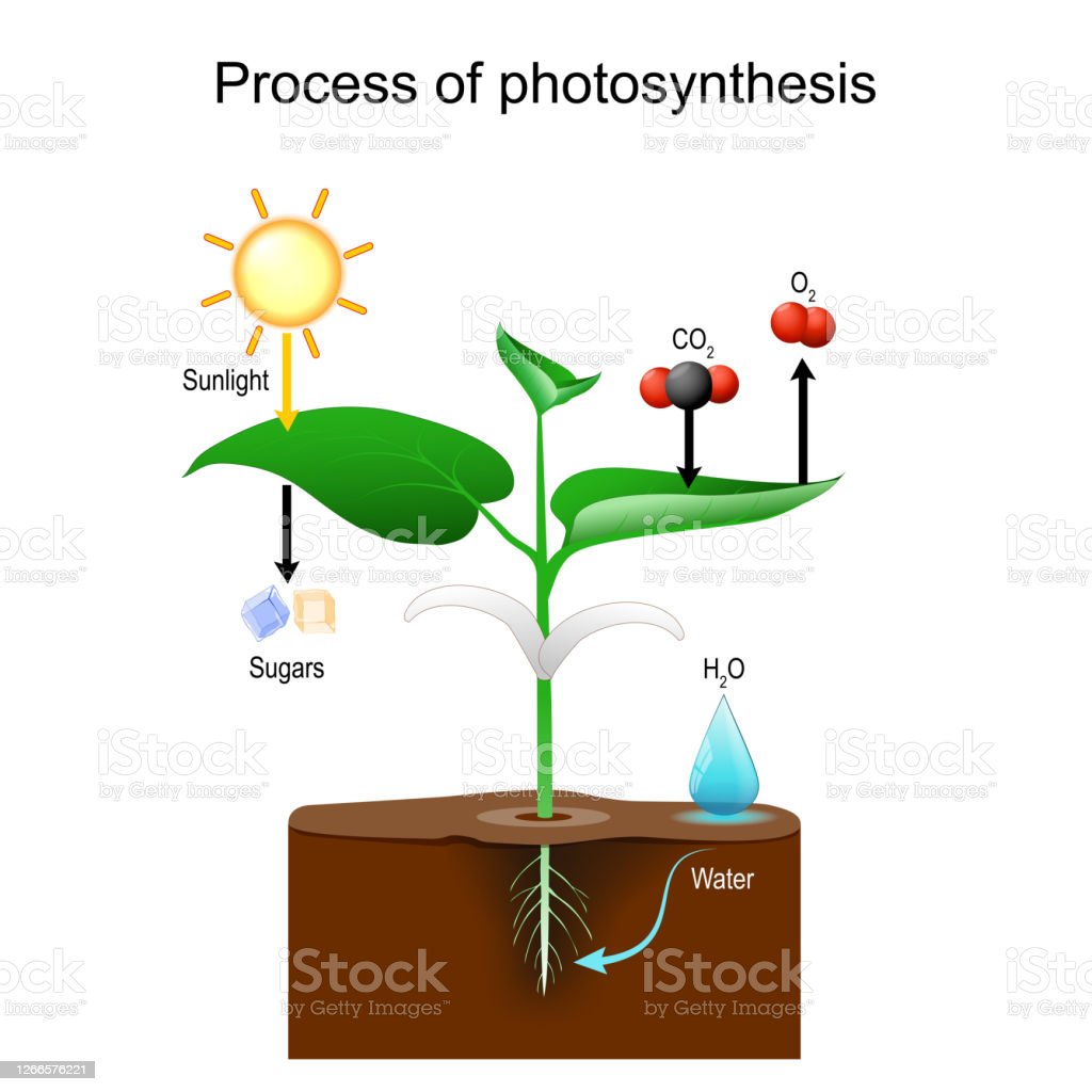 Detail Gambar Proses Fotosintesis Pada Tumbuhan Hijau Nomer 38