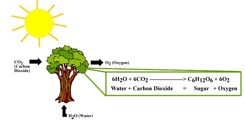 Detail Gambar Proses Fotosintesis Pada Tumbuhan Hijau Nomer 5