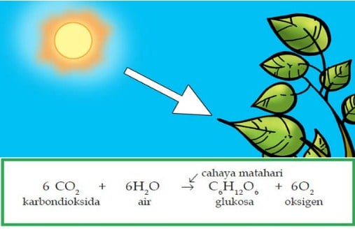Detail Gambar Proses Fotosintesis Pada Tumbuhan Hijau Nomer 44