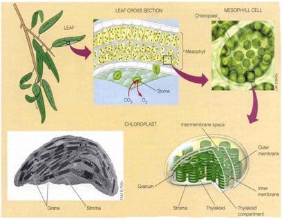 Detail Gambar Proses Fotosintesis Pada Tumbuhan Hijau Nomer 49