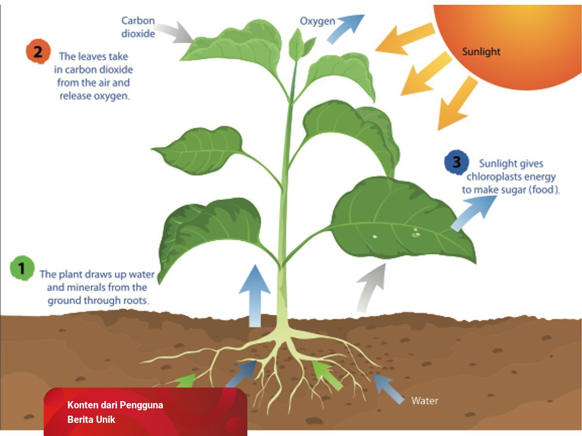 Detail Gambar Proses Fotosintesis Pada Tumbuhan Hijau Nomer 7