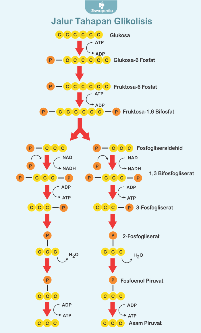 Gambar Proses Glikolisis - KibrisPDR