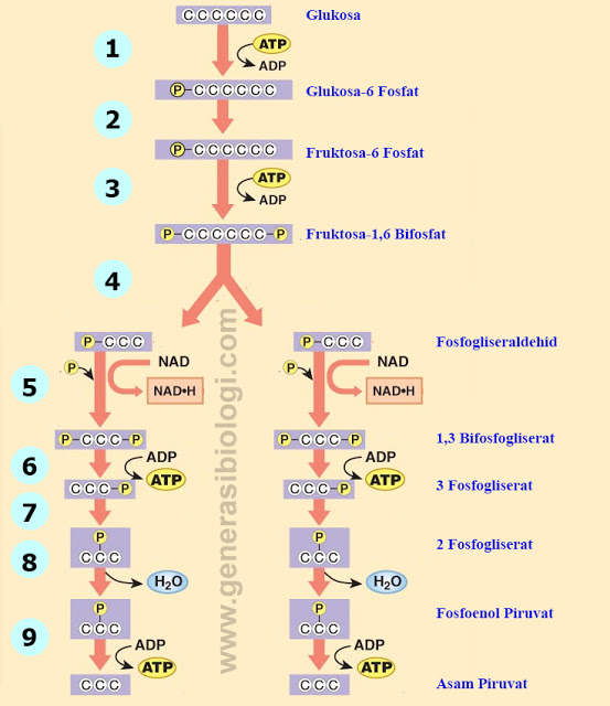 Detail Gambar Proses Glikolisis Nomer 2