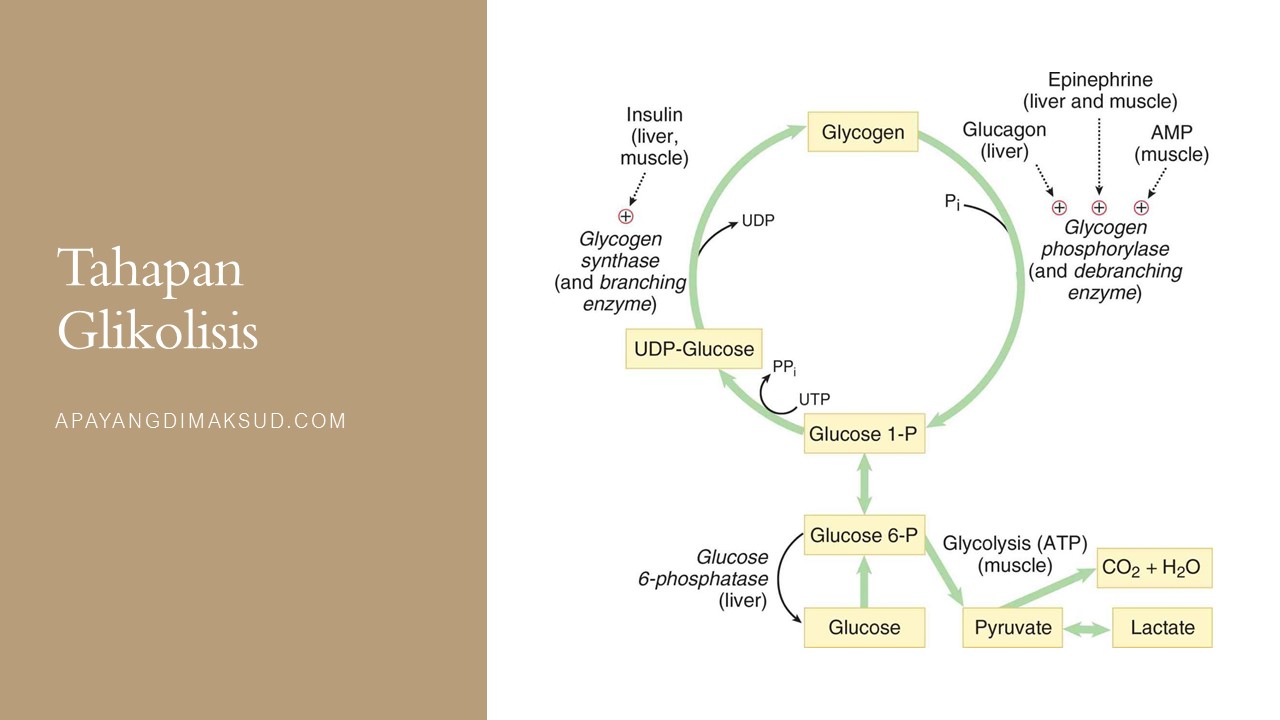 Detail Gambar Proses Glikolisis Nomer 14