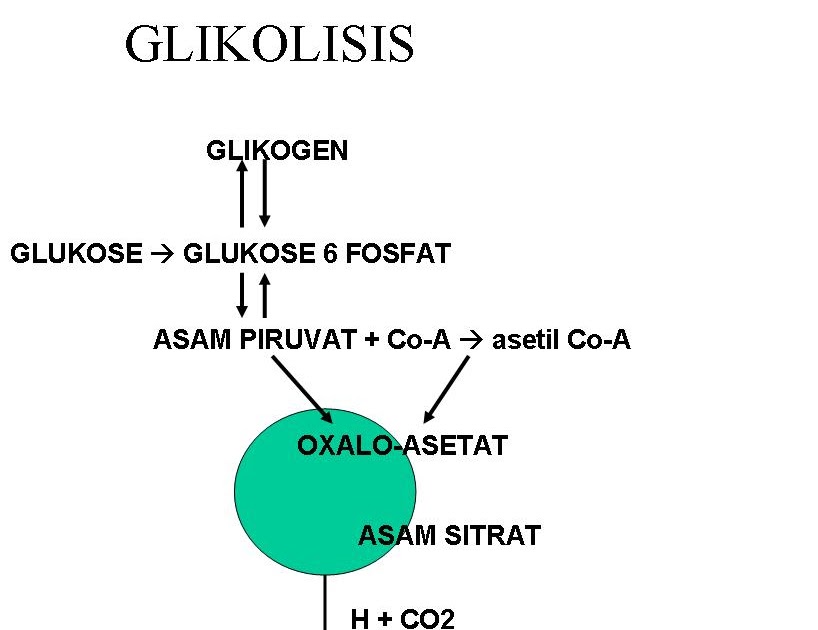 Detail Gambar Proses Glikolisis Nomer 16