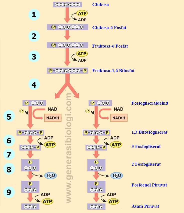Detail Gambar Proses Glikolisis Nomer 20