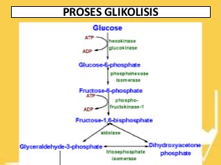 Detail Gambar Proses Glikolisis Nomer 22