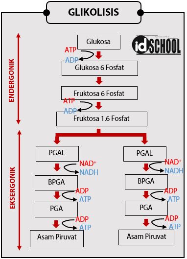 Detail Gambar Proses Glikolisis Nomer 23