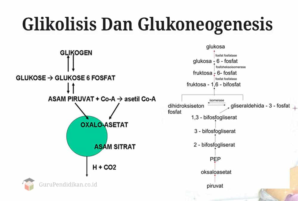 Detail Gambar Proses Glikolisis Nomer 4