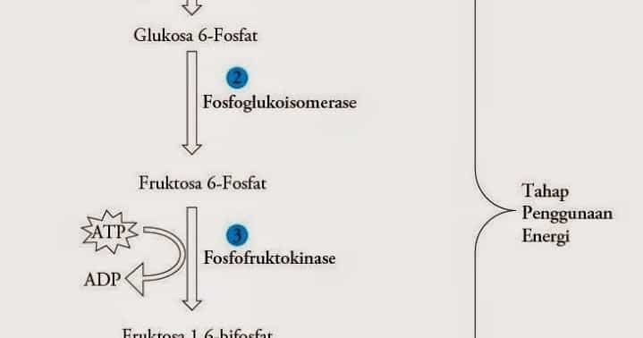 Detail Gambar Proses Glikolisis Nomer 30