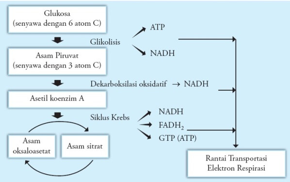 Detail Gambar Proses Glikolisis Nomer 36
