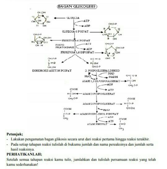 Detail Gambar Proses Glikolisis Nomer 37