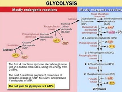 Detail Gambar Proses Glikolisis Nomer 40
