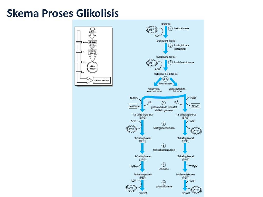 Detail Gambar Proses Glikolisis Nomer 42