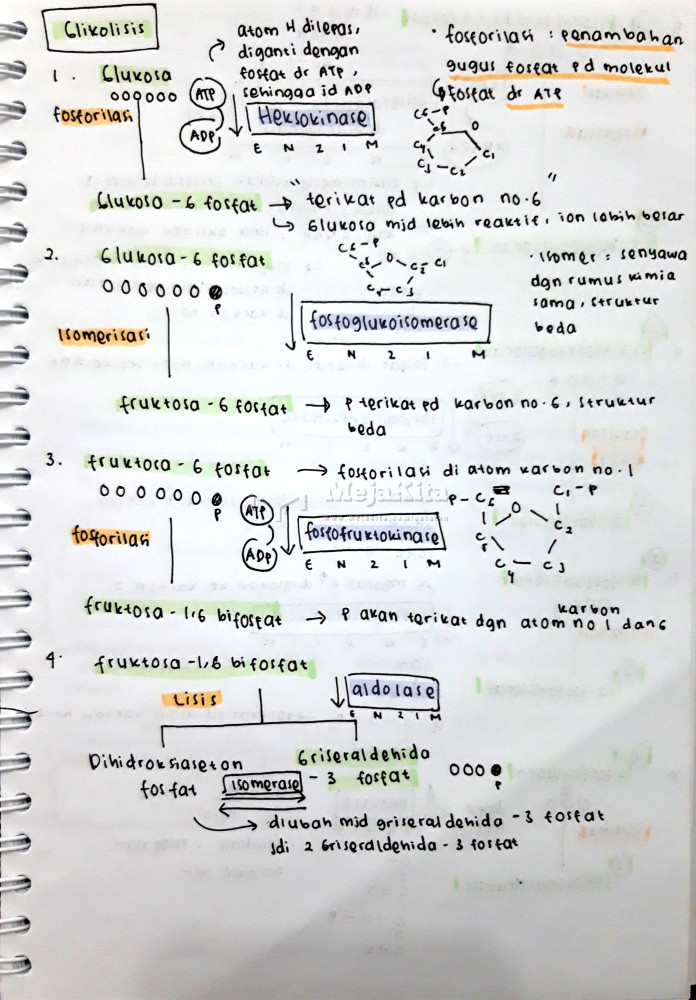 Detail Gambar Proses Glikolisis Nomer 45