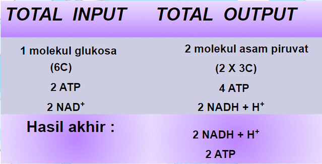 Detail Gambar Proses Glikolisis Nomer 47