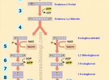 Detail Gambar Proses Glikolisis Nomer 48