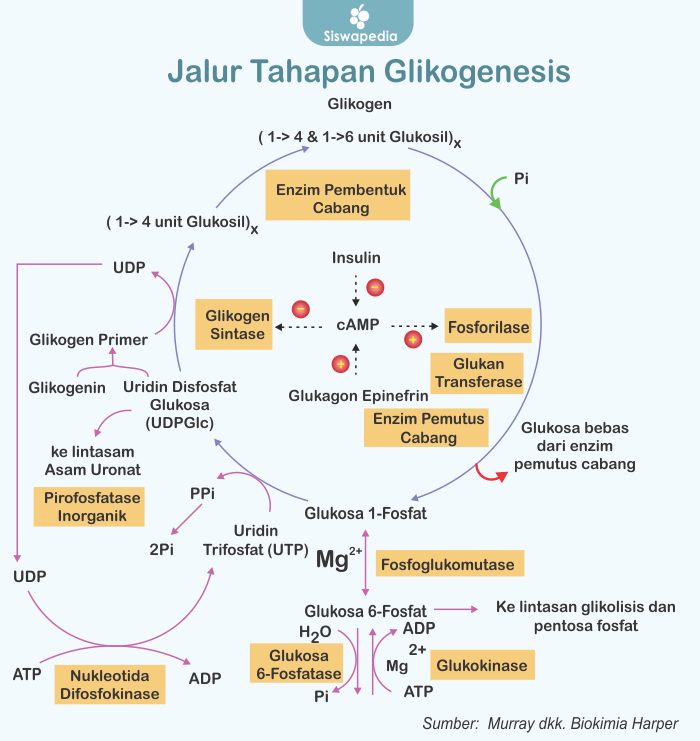Detail Gambar Proses Glikolisis Nomer 53