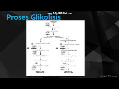 Detail Gambar Proses Glikolisis Nomer 54