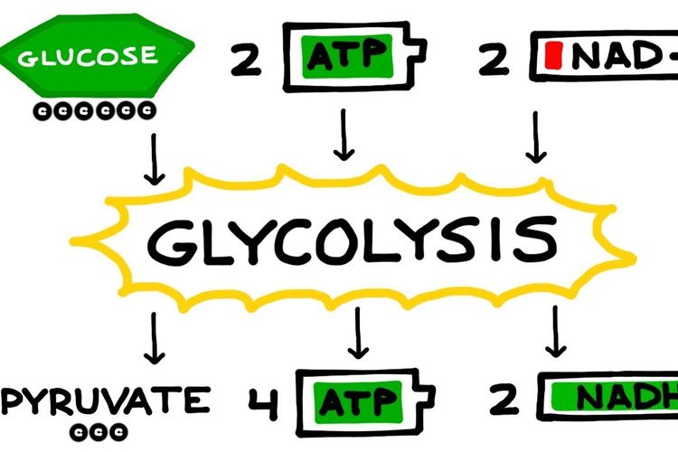 Detail Gambar Proses Glikolisis Nomer 8