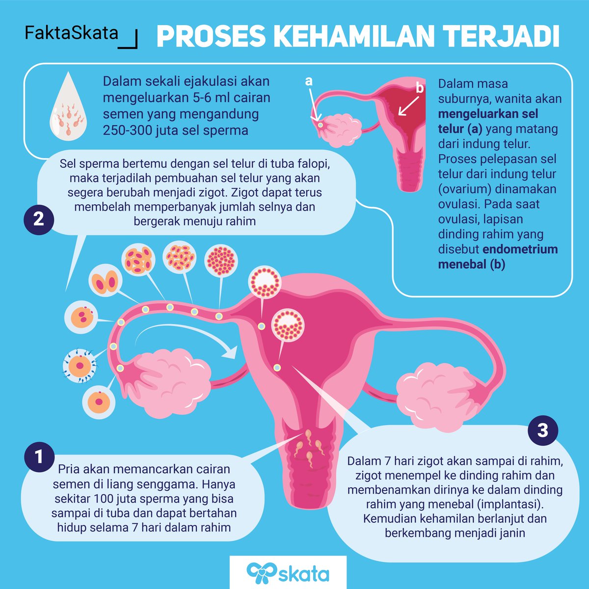 Detail Gambar Proses Kehamilan Nomer 28