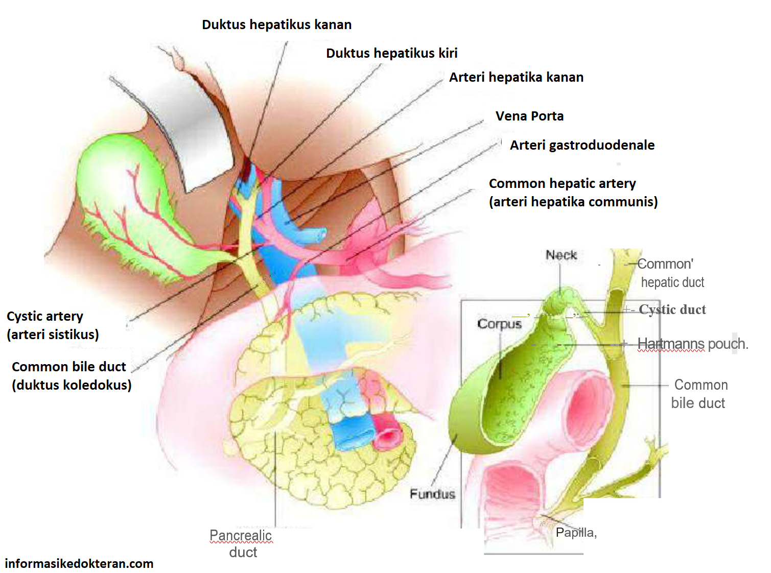 Detail Gambar Proses Keluarnya Batu Empedu Nomer 51