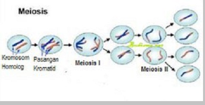 Download Gambar Proses Meiosis Nomer 17