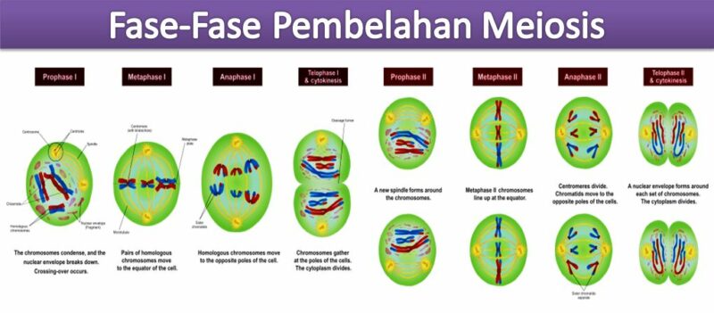 Detail Gambar Proses Meiosis Nomer 24