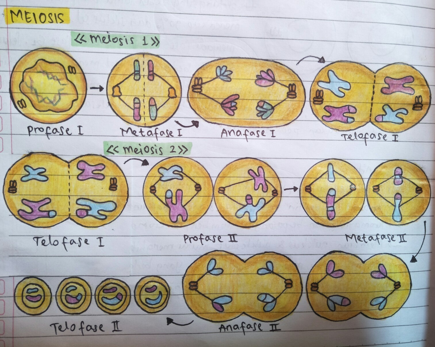 Detail Gambar Proses Meiosis Nomer 28