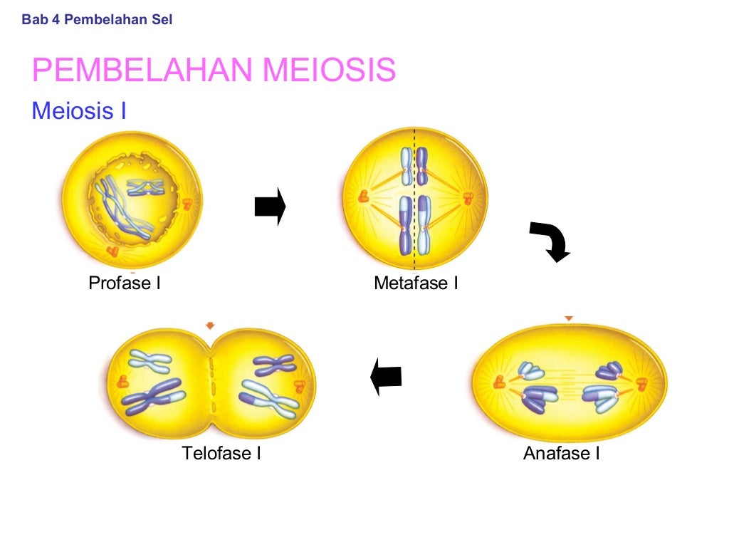 Detail Gambar Proses Meiosis Nomer 29