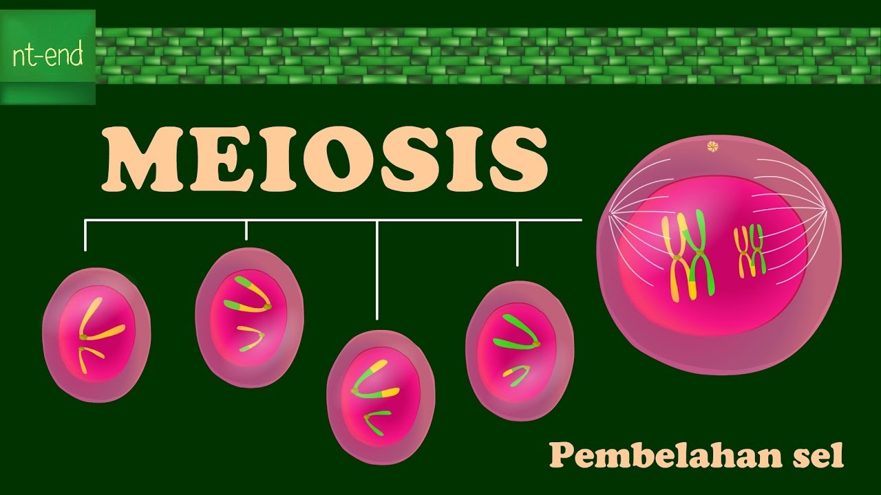 Detail Gambar Proses Meiosis Nomer 35