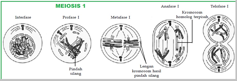 Detail Gambar Proses Meiosis Nomer 38