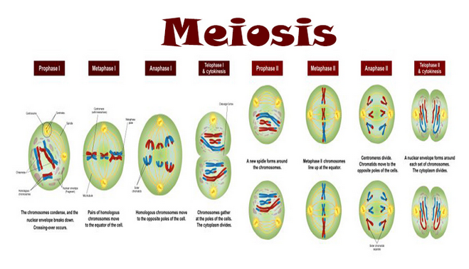 Detail Gambar Proses Meiosis Nomer 9