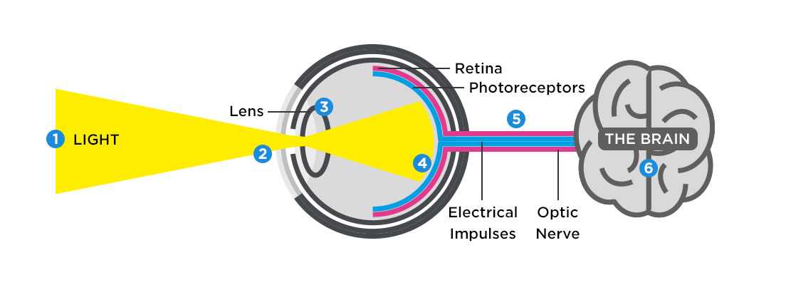 Gambar Proses Melihat - KibrisPDR