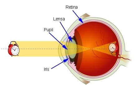 Detail Gambar Proses Melihat Nomer 10