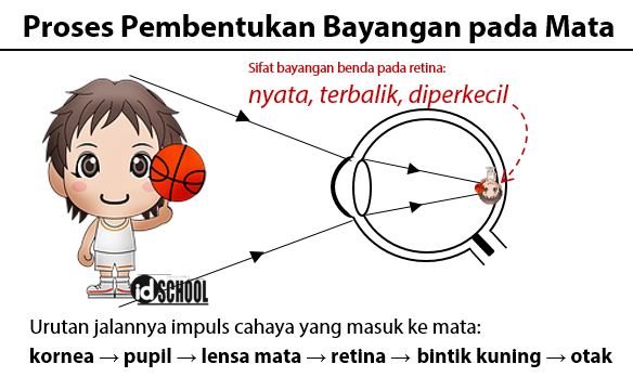 Detail Gambar Proses Melihat Nomer 11