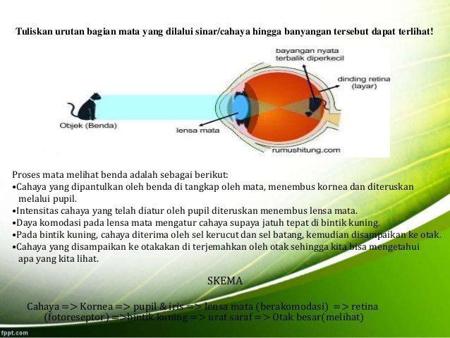 Detail Gambar Proses Melihat Nomer 13