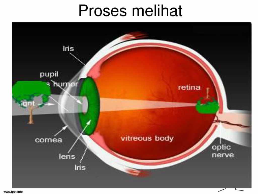 Detail Gambar Proses Melihat Nomer 16