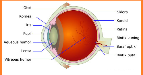 Detail Gambar Proses Melihat Nomer 17