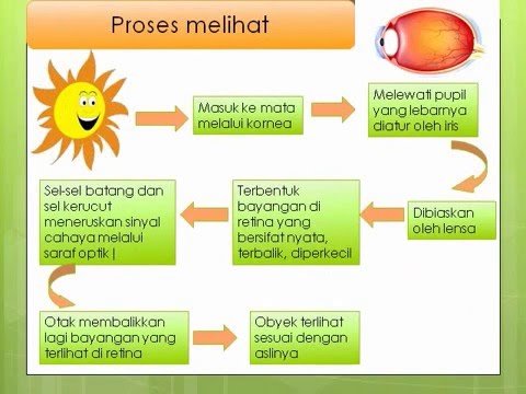 Detail Gambar Proses Melihat Nomer 18