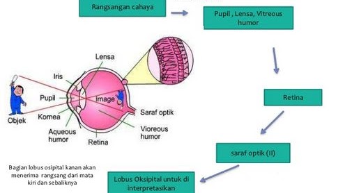 Detail Gambar Proses Melihat Nomer 3