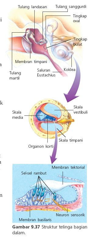 Detail Gambar Proses Melihat Nomer 24