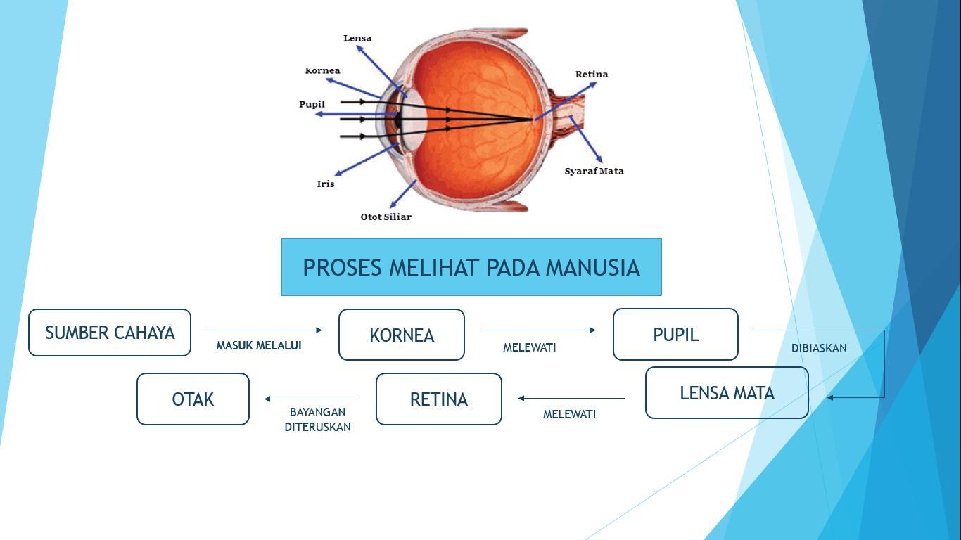 Detail Gambar Proses Melihat Nomer 4