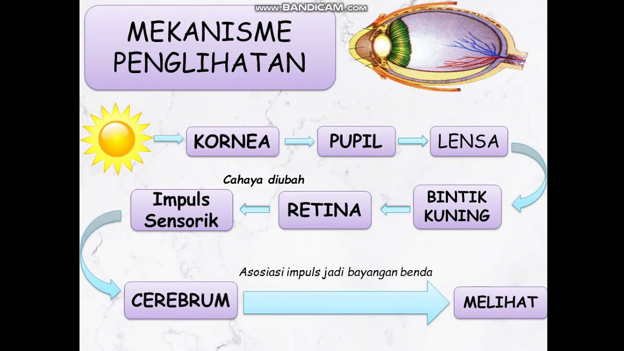 Detail Gambar Proses Melihat Nomer 27